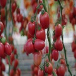 خرید ارزان گوجه فرنگی باکیفیت از جنوب کشور