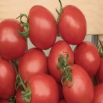 خرید گوجه فرنگی قرمز با قیمت ارزان از بازار تره بار