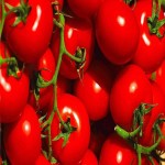 عمده فروشی گوجه فرنگی ارگانیک با قیمت ارزان