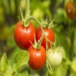 خرید هر تن گوجه فرنگی گلخانه ای با قیمت ارزان