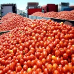 قیمت عمده گوجه فرنگی گیلاسی در بازار تره بار