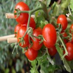 خرید عمده گوجه فرنگی بسته بندی از جنوب کشور