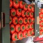 قیمت ارزان گوجه فرنگی بوته ای در جنوب کشور