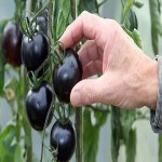قیمت فروش گوجه فرنگی سیاه در بازار تره بار