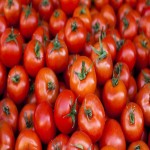 خرید عمده گوجه فرنگی گلخانه ای دستچین شده با قیمت ارزان