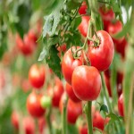 قیمت روز گوجه فرنگی ارگانیک در تره بار بوشهر