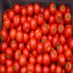 خرید بی واسطه گوجه فرنگی ربی از تامین کننده های برتر
