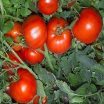 قیمت خرید هر تن گوجه فرنگی ربی در بازار تره بار