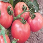 قیمت روز گوجه فرنگی گلخانه ای صادراتی در تره بار