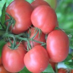 خرید بهترین گوجه فرنگی ربی گلخانه ای با قیمت ارزان
