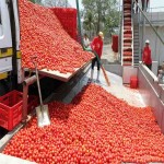 قیمت استثنائی گوجه فرنگی ربی گلخانه ای در استان بوشهر