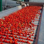 قیمت بهترین گوجه فرنگی ربی صادراتی به صورت عمده