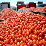 قیمت خرید گوجه فرنگی ربی صادراتی در مراکز معتبر