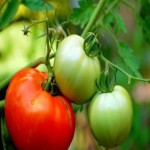 فروش ویژه گوجه فرنگی سبز ترش با بهترین کیفیت