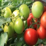 سفارش کلی گوجه فرنگی سبز ارگانیک با قیمت روز