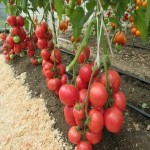 خرید کلی گوجه فرنگی ارگانیک گلخانه ای با پایین ترین قیمت