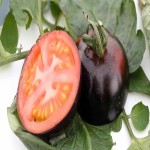 قیمت رقابتی گوجه فرنگی سیاه در بازار تره بار