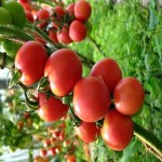 خرید گوجه فرنگی ربی شیرین با پایین ترین قیمت