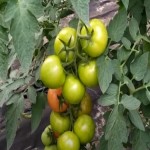 قیمت مقرون به صرفه گوجه فرنگی سبز در بازار تره بار