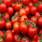 خرید کلی گوجه فرنگی ربی با قیمت رقابتی بازار