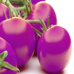 خرید مستقیم گوجه فرنگی بنفش صادراتی با قیمت روز