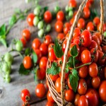 خرید عمده گوجه فرنگی مینیاتوری ارگانیک با مناسب ترین قیمت