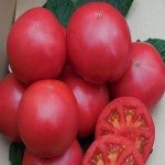 خرید اینترنتی گوجه فرنگی کبابی ریز با پایین ترین قیمت