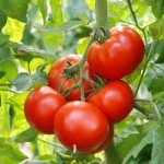 قیمت عرضه گوجه فرنگی درختی در تره بار جنوب