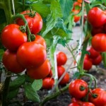 قیمت ارائه گوجه فرنگی بوته ای صادراتی در تره بار