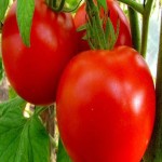 قیمت خرید گوجه فرنگی کبابی ارگانیک در جنوب کشور