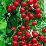 قیمت عرضه گوجه فرنگی مینیاتوری در مراکز معتبر بوشهر