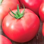 فروش ویژه گوجه فرنگی درشت دستچین شده با قیمت مناسب