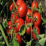 فروش بهترین گوجه فرنگی گیلاسی شیرین با قیمت ارزان