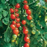 سفارش هر تن گوجه فرنگی مینیاتوری ارگانیک با قیمت به صرفه