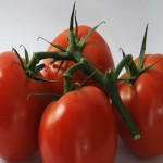 فروش برترین گوجه فرنگی ربی گلخانه ای در تره بار بوشهر