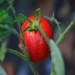 قیمت کلی گوجه فرنگی درختی دستچین شده در جنوب