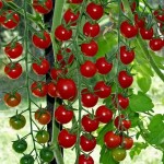 خرید مستقیم گوجه فرنگی مینیاتوری ریز در میدان تره بار