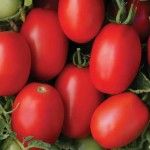 سفارش هر تن گوجه فرنگی شیرین گلخانه ای با قیمت رقابتی