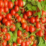 خرید گوجه فرنگی مینیاتوری صادراتی از تامین کننده معتبر