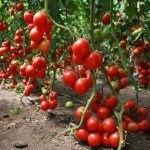 خرید عمده گوجه فرنگی گیلاسی ملس از بازار های جنوب
