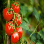 سفارش گوجه فرنگی تازه به صورت مستقیم از کشاورز