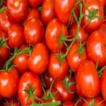 عرضه مستقیم گوجه قرمز آمریکایی درجه یک با ارزان ترین قیمت