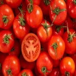 سفارش عمده گوجه فرنگی ایتالیایی درجه یک در بازار ورامین