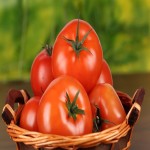 خرید عمده انواع گوجه فرنگی ربی از کشاورز