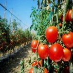 خرید مستقیم گوجه فرنگی انگوری از کشاوز با قیمت ارزان