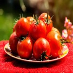 فروش کلی گوجه فرنگی ربی رسیده با قیمت اقتصادی