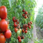 سفارش هر تن گوجه فرنگی درشت درختی با قیمت رقابتی
