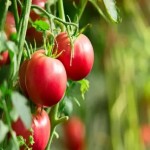 سفارش گوجه فرنگی فله از کشاورز با پایین ترین نرخ
