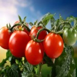 فروش گوجه چری در بسته بندی کیلویی با قیمت ارزان