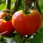 قیمت عرضه گوجه فرنگی درشت گلخانه ای در تره بار بوشهر